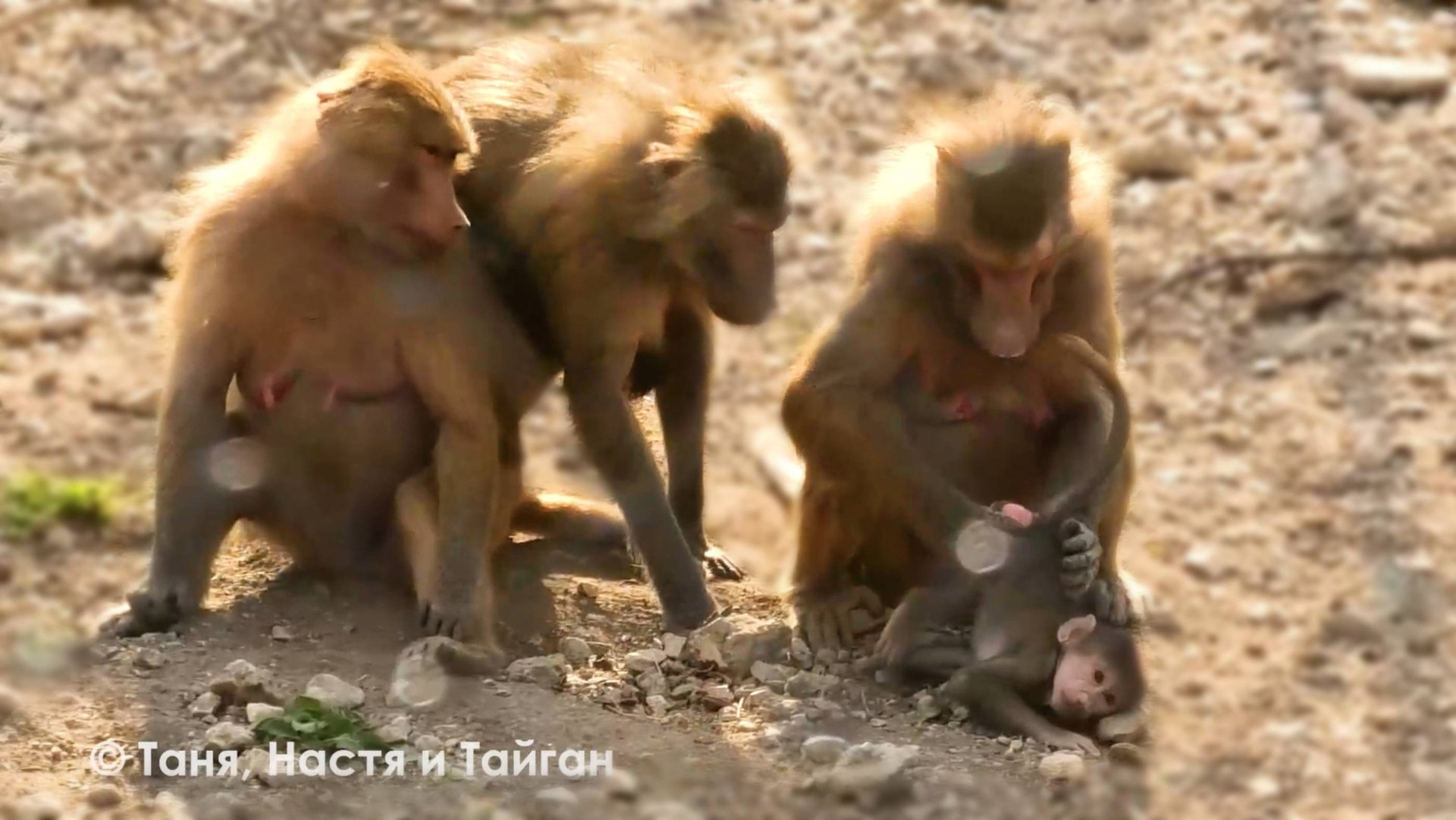 Осторожно! Осадки в виде кильки! Кто потерял Люськину Мать? Мы ее нашли! Ворует малышей у мамок! смотреть онлайн