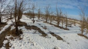 Охота на куропатку в Ставропольском крае с курцхааром и двустволкой! Сборник охот 2022-2023