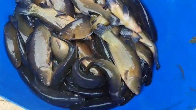 WhatsApp Video 2025-07-02 at 15.52.10 смотреть онлайн