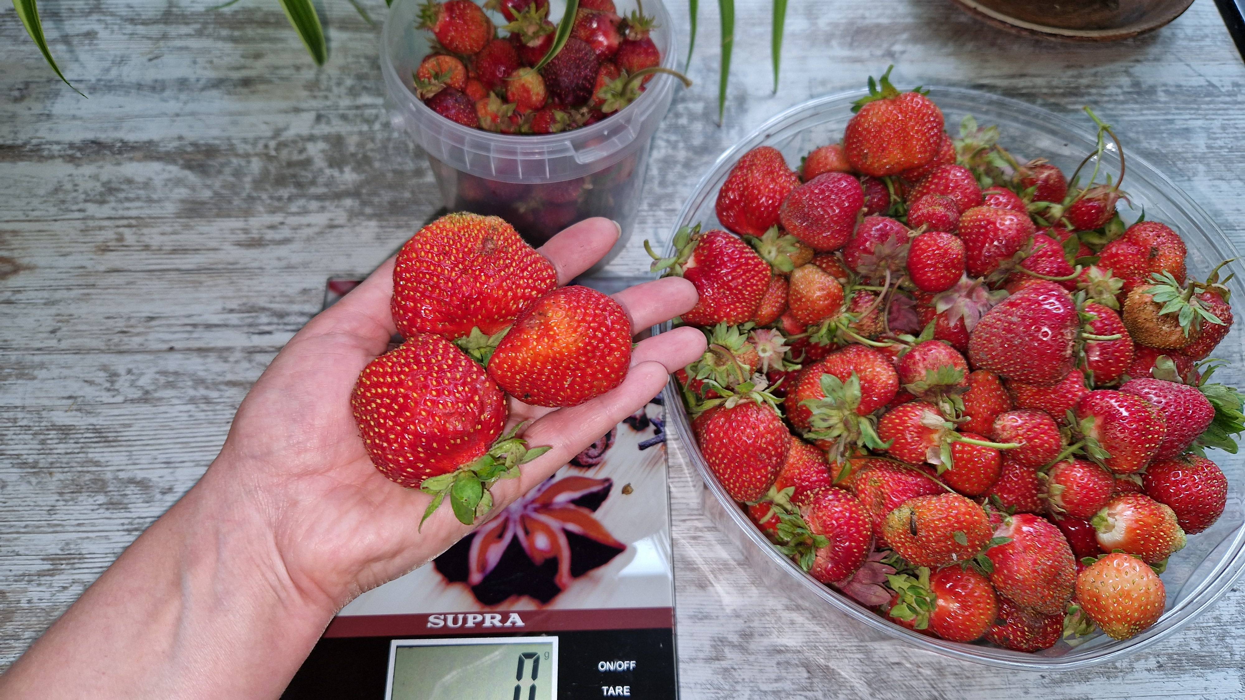 Аномальное лето, а ягода бьёт рекорды! Собираю в огороде клубнику и бублянику смотреть онлайн