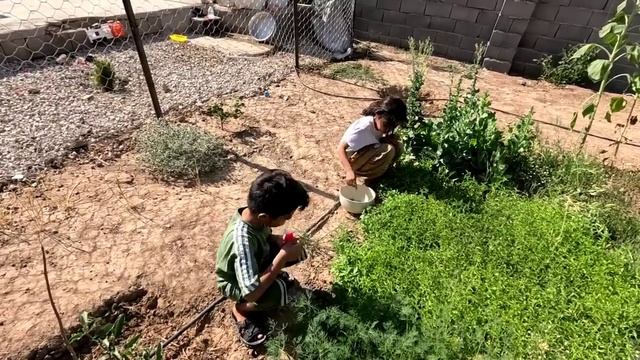 Судебное решение в пользу Тайябы, страх и страдания Тайябы из-за возвращения Гадира смотреть онлайн