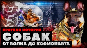 Краткая История СОБАК: от волка до космонавта