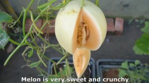 Выращивание медовой дыни от А до Я