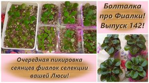 Болталка про Фиалки! Выпуск 142! Очередная пикировка сеянцев фиалок селекции вашей Люси!