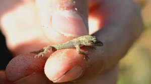 Крымский геккон. Занесен в Красную книгу