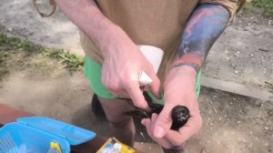 Как завернуть стрижа в «шаурму»
