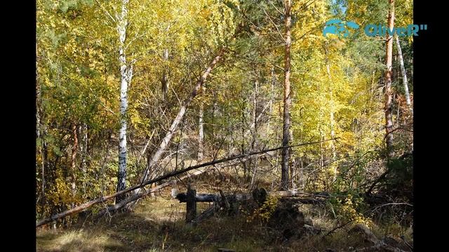 13 мин в лесу старой бинарадки 2021г АРХИВ смотреть онлайн