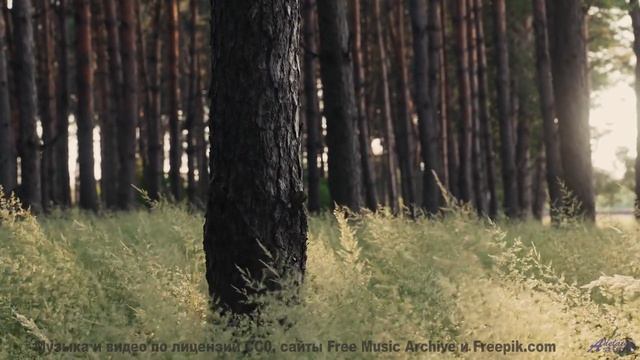 Ушам сложно поверить, что музыка бывает такой чистой - El dolor del hombre blanco (XXXVI) -- opo -- смотреть онлайн