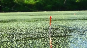 Карась на поплавок на малом пруду на маховую удочку. Летняя рыбалка на поплавок.