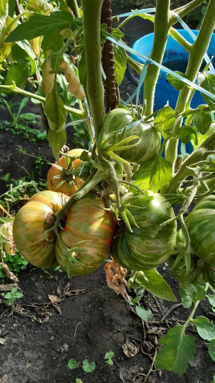 МИЛЛИОНЕР ПОЛОСАТЫЙ - ОТЛИЧНЫЙ ЭКЗОТ смотреть онлайн