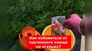 Паутинный клещ на огурцах: лучший способ борьбы.