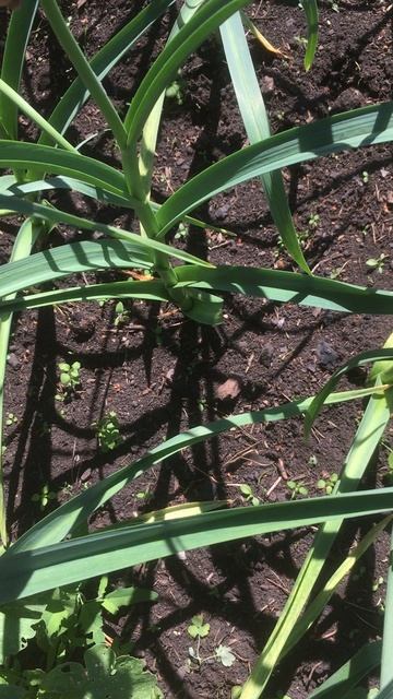 Убираем стрелку на чесноке #чеснок №Верадача смотреть онлайн