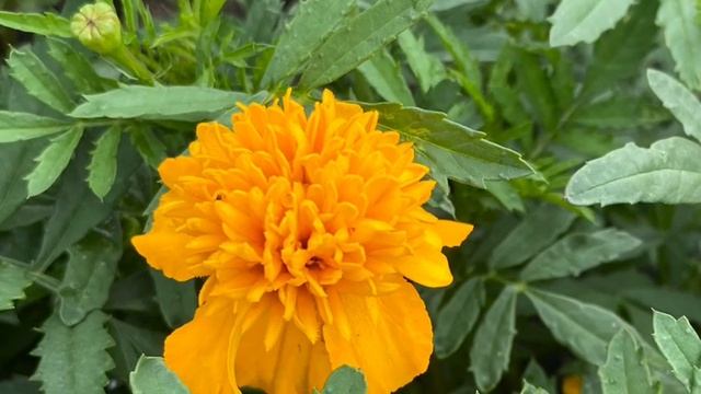 Красота сегодняшнего дня🌸