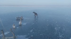 #Пёс Пёс 7 сезон 1 серия ледовый поход смотреть все серии