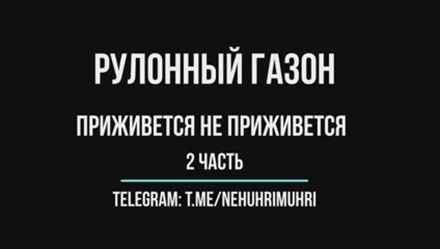 Рулонный газон уход приживется не приживется смотреть онлайн