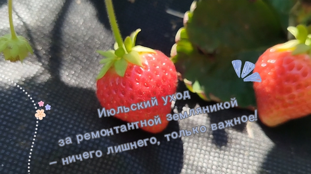 Июльский уход за ремонтантной земляникой — ничего лишнего, только важное!