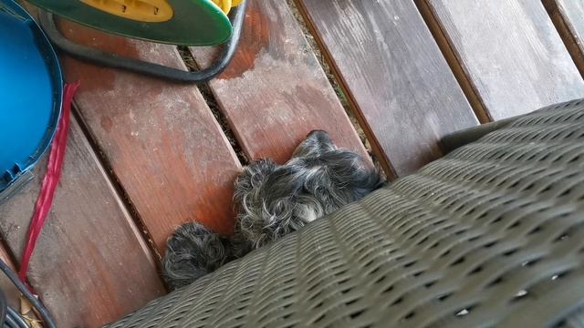 СОЧИ ГОРНОЕ ЛОО УТРО 02.07.2025 смотреть онлайн