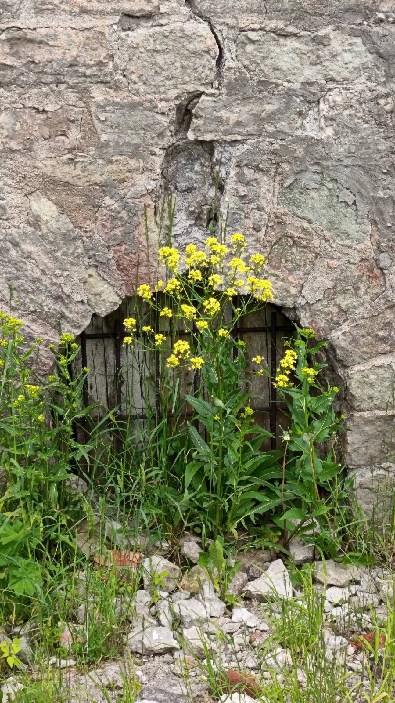 Копорское направление, заброшенные усадьбы