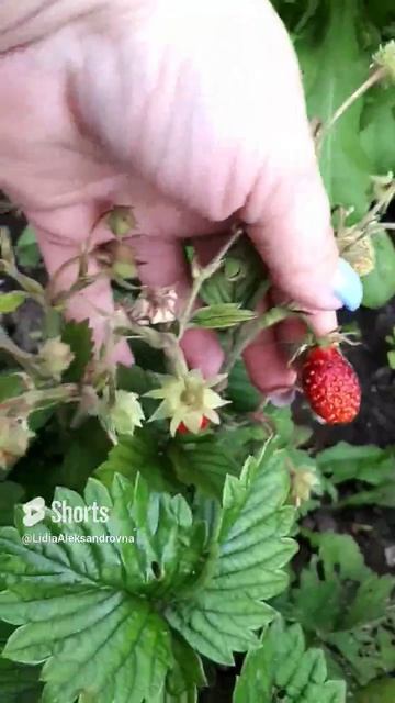 А вот и земклуника созревает!