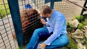 Орангутан Дана, которую НАКУРИЛА посетительница парка, целый день спит и не отходит от доктора!