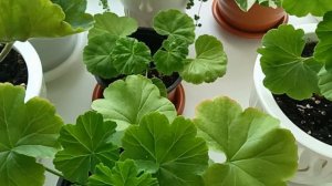 Когда лучше укоренять черенки Пеларгонии Герани