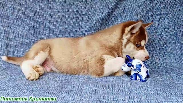 Предлагаем мальчика щенка хаски, шоколадного, родился 8 мая 2025 года