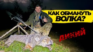 Как обмануть волка? Охота в Беларуси. Полное видео на "ДИКИЙ" ТВ.