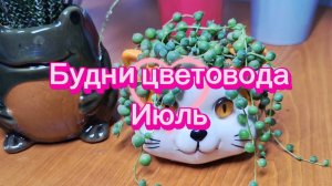 Будни цветовода. Июль