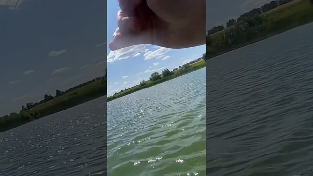 Сработка кружка прям на глазах!! #рыбалка #fishing #щуканаживца #трофей #shorts #рекомендации смотреть онлайн