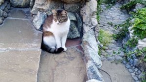 video_2025-07-02_08-28-05