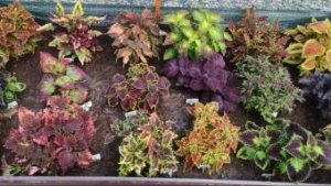 Колеусы в моем саду. Самые популярные красивые сорта. Обзор моей коллекции с названиями сортов.