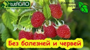 ХВАТИТ 1 ПОЛИВА: КЛУБНИКА и МАЛИНА БЕЗ ЖУКОВ и ХРУЩЕЙ! Просто полейте грядки этим раствором.