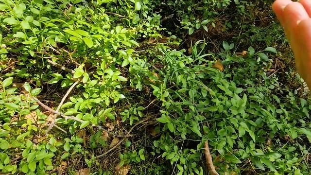 Домохозяйничаю в ожидании мечты. Отправились на разведку черники и грибов. смотреть онлайн