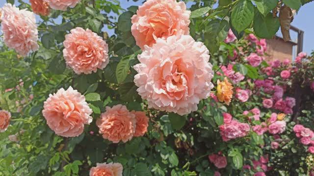 Роза Полька и моя не цветущая цветочная комнатка. смотреть онлайн