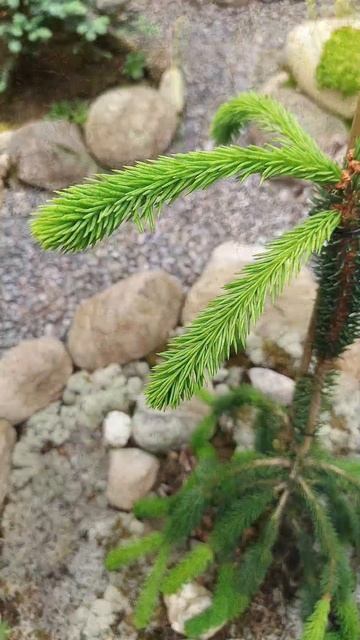 Ель обыкновенная Кобра ( Picea abies Kobra ). смотреть онлайн