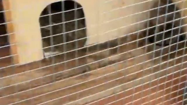 Еноты на базе отдыха "Аста" (п. Катунь Алтайского района Алтайского края) смотреть онлайн