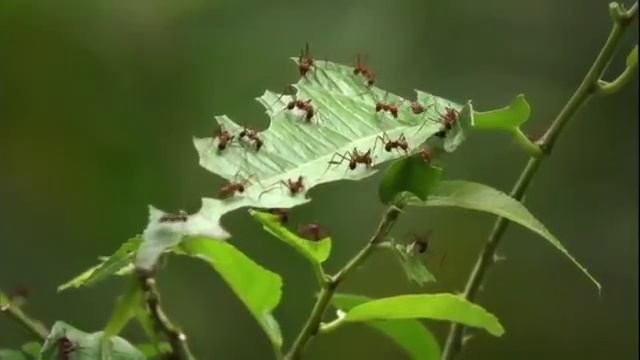 00000009 смотреть онлайн