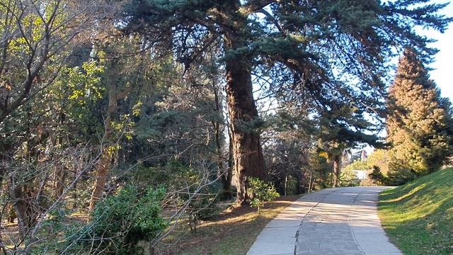 Сочи. Дендрарий. Кипарис — род вечнозелёных деревьев и кустарников с пирамидальной кроной смотреть онлайн