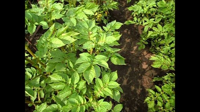 Избавляюсь от колорадского жука