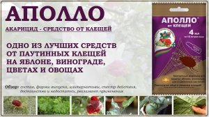 Аполло - одно из лучших средств от паутинных клещей на яблоне, винограде,
цветах и овощах. Обзор2025