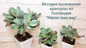 История выживания крассулы из Голландии. Кёрли грин вар.