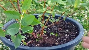 Обрезка жимолости Индиго джем