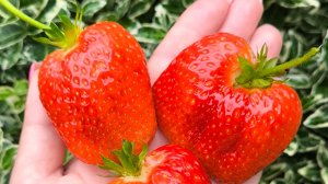 НАДЯ сорт клубники на 1.000.000 ❤️