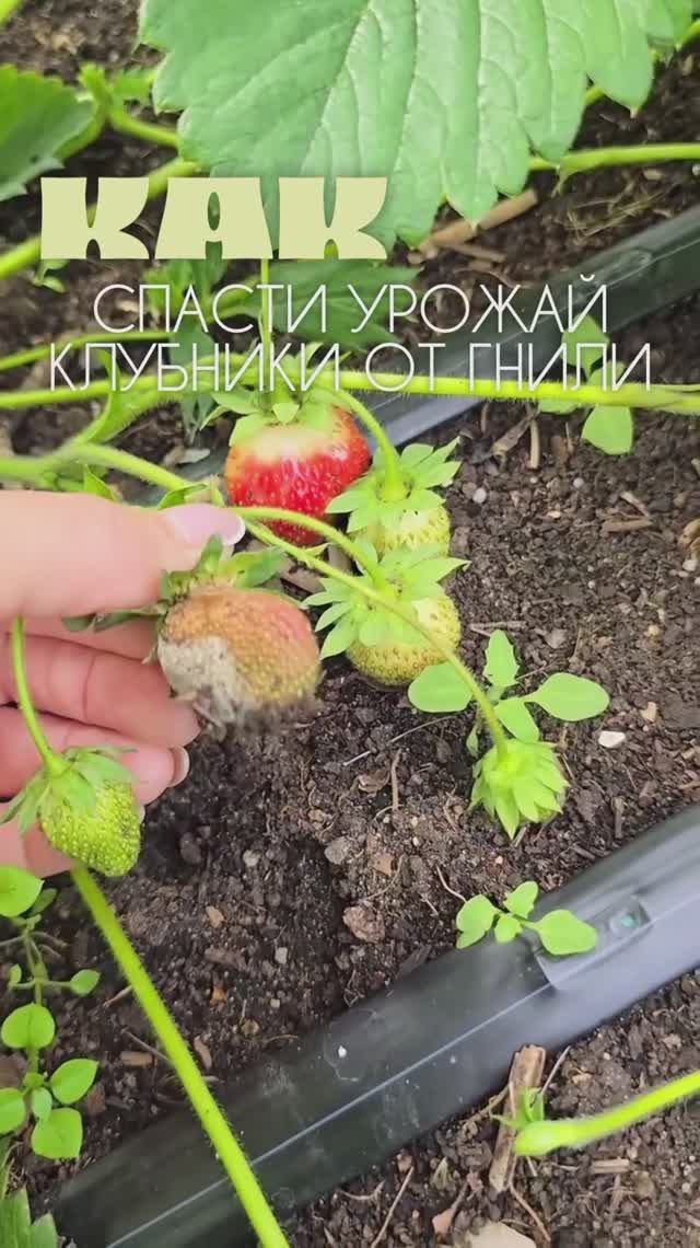 Спасаем урожай клубники от гнили! смотреть онлайн