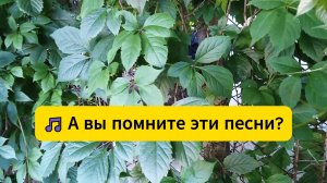 Магнитофон, двор и Дворовые песни – Красивая дворовая песня Я плачу я рыдаю дорогая