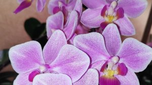 03-07-2025.пересадка Орхидеи Sweetheart.