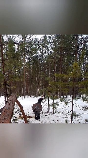 Глухарь и Капалуха кормятся сосновыми иголками.Снято на фотоловушку Balever Micro смотреть онлайн