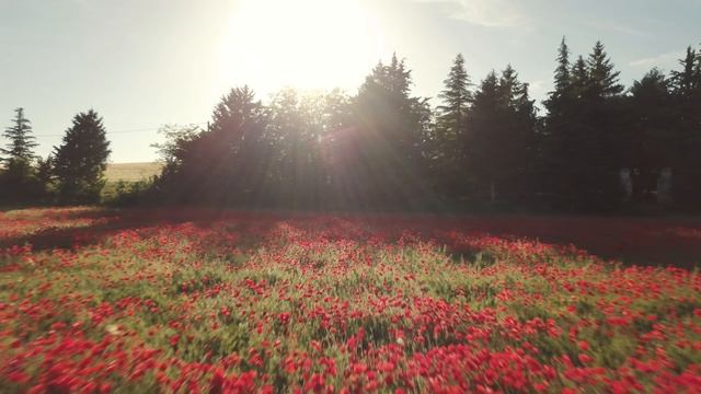 Field_Flowers смотреть онлайн