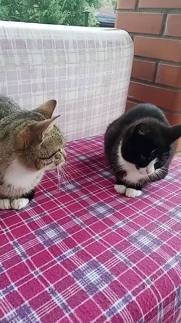 🐈🐈⬛ смотреть онлайн