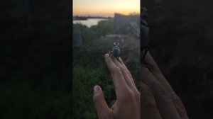 Взлëт жука-оленя